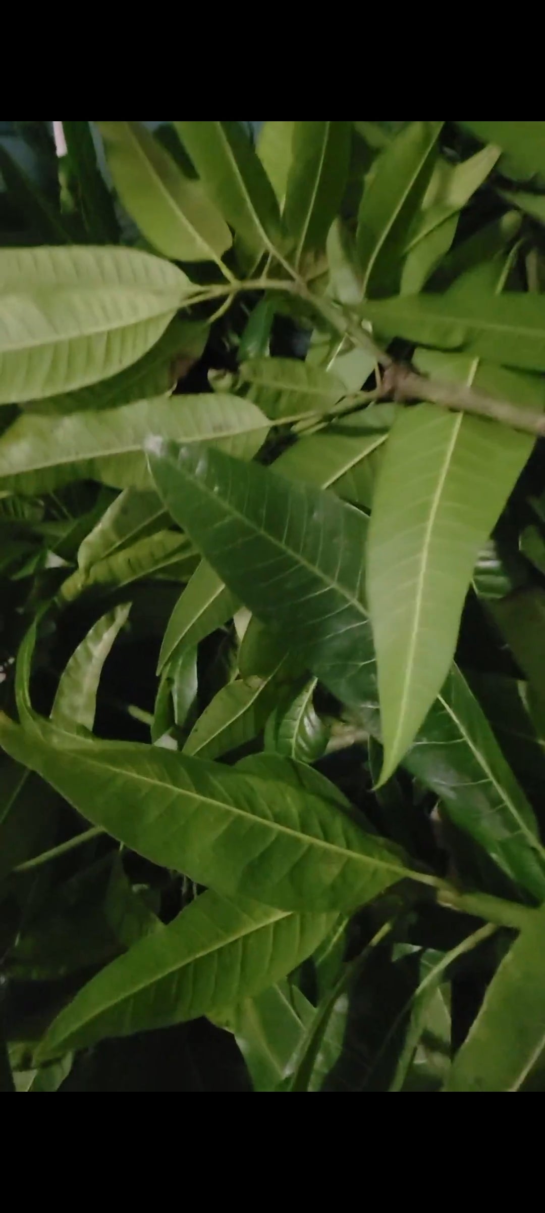 Bain Fey Traditional 3 Day Haitian Herbal Bath (FRESH HERBS)