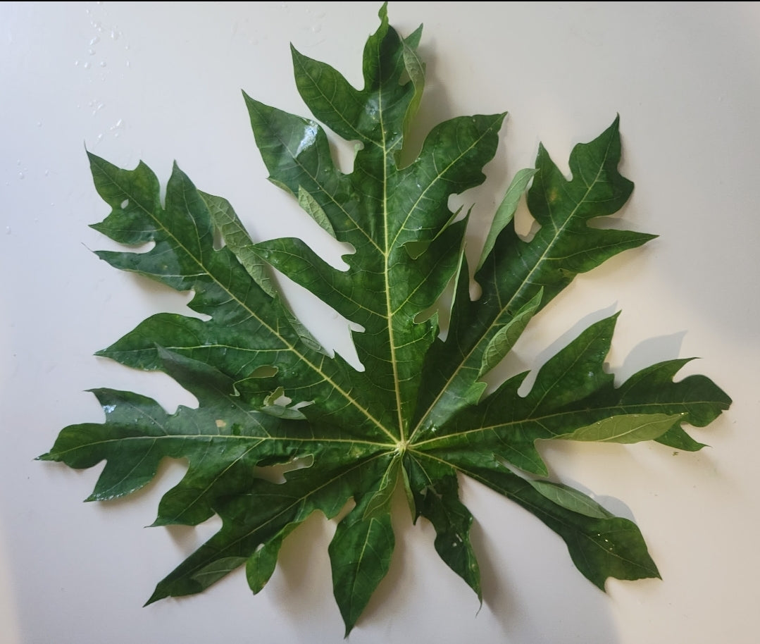 Papaya/Papay/Pawpaw - Digestive Health