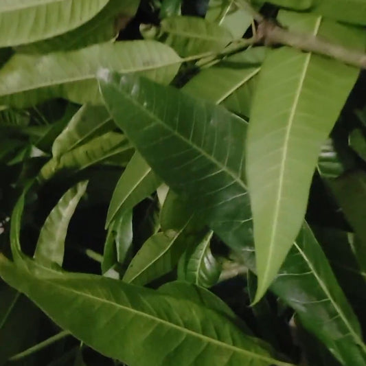 Bain Fey Traditional 3 Day Haitian Herbal Bath (FRESH HERBS)