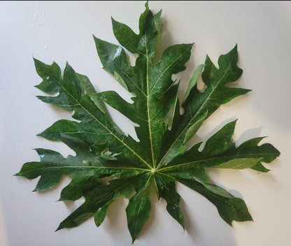 Papaya/Papay/Pawpaw - Digestive Health