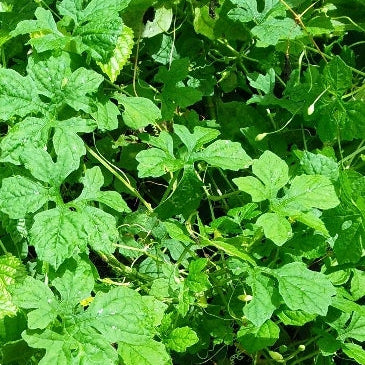 Asosi/Cerasee (Blood Cleansing)